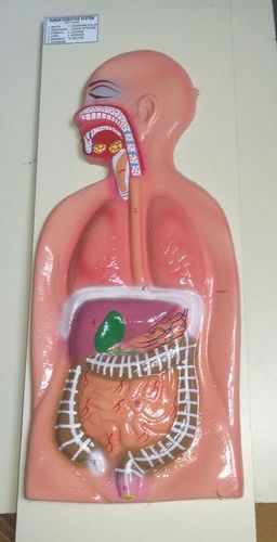 Human Digestive System