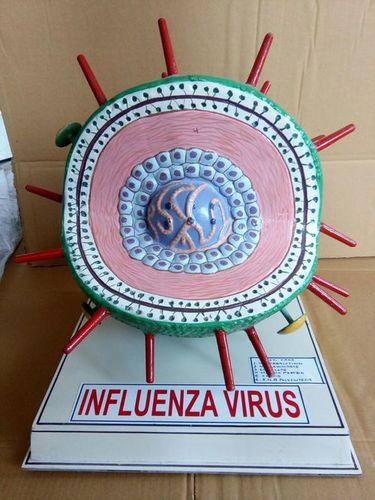 Influenza Virus