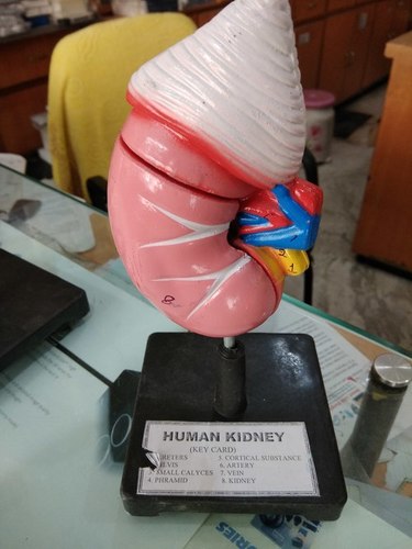 KIDNEY MODEL