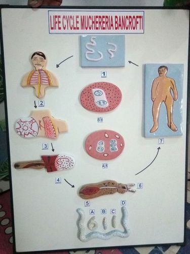 Life Cycle Muchereria bancroft