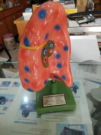 LUNG MODEL