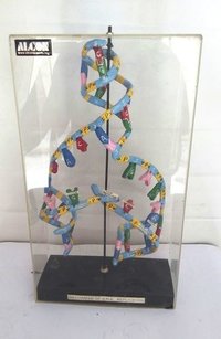 DNA Structure