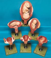 Foetus model set of 6
