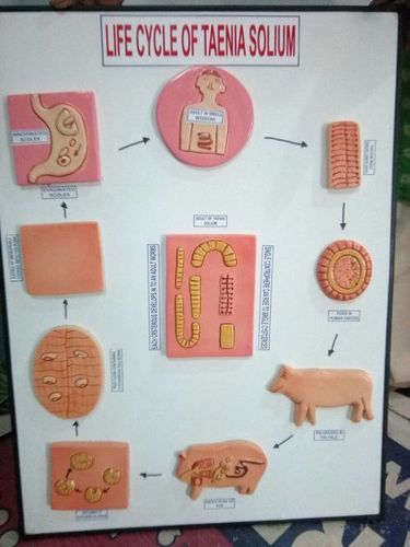 LIFE CYCLE OF TAENIA SOLUM