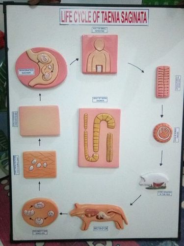 LIFE CYCLE OF TAENIA