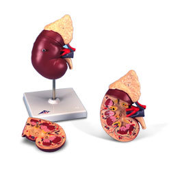 Red And Pink Kidney Model