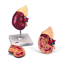 kidney Model