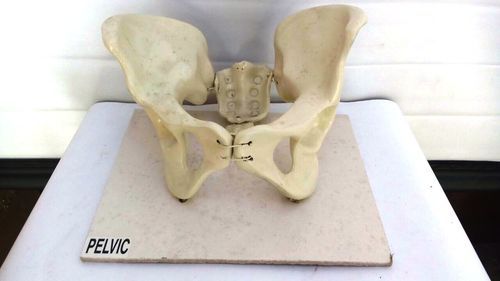 White Pelvic