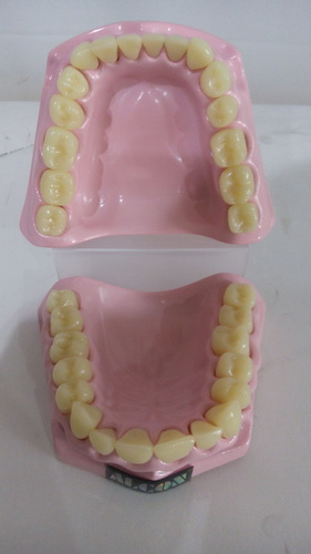 Teeth Model