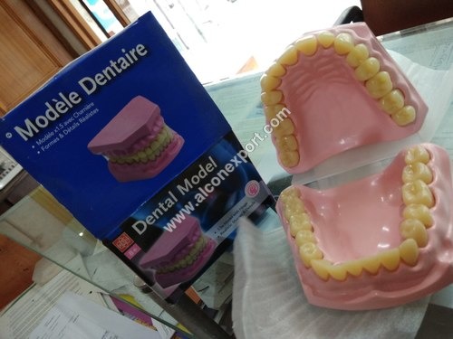 DENTAL TEETH MODEL (SMALL)