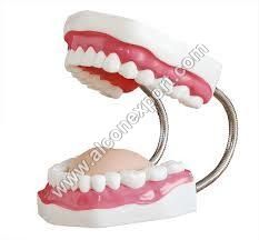 Dental teeth model