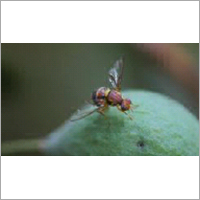 Guava Fruit Fly Lure Guava Fruit Fly Lure