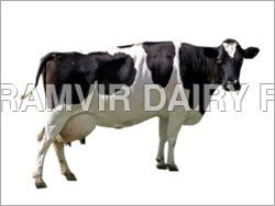 Pregnant Holstein Heifers