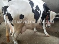 High Milk Yeilding HF Cow
