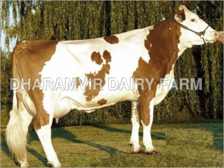 Jersey Cross Breed Cows