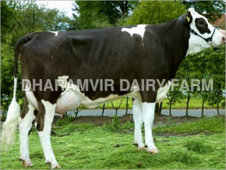 High Milk Cross Breed Cows