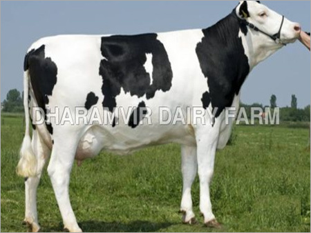 Indian Cross Breed Cows