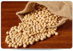Soya Bean Seeds - Cream Color, 15-25% Moisture | 99.9% Purity, High Protein and Fiber Source, Hybrid Variety, Enriched with Calcium and Vitamin B12