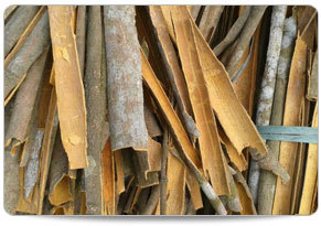 Brown Broken Cassia
