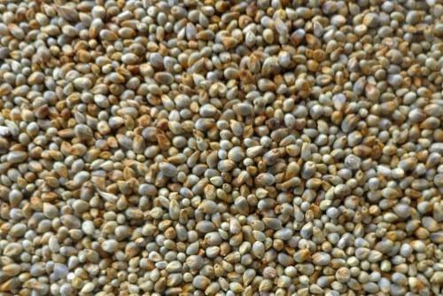 Pearl Millet Grain