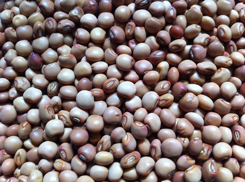 Pigeon Pea