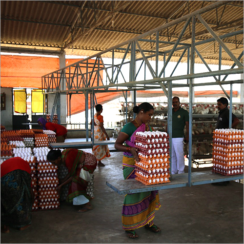 Egg Collecting System