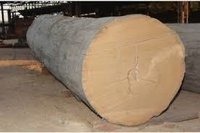 Yellow Meranti Log - Feature: Polished