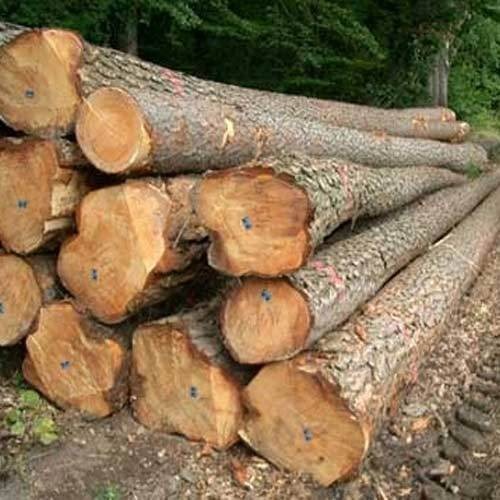Salwood Log Core Material: Sal