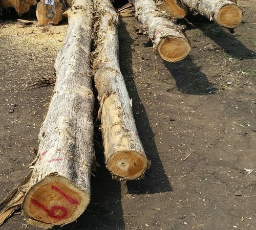 Costa Rica Teak Logs