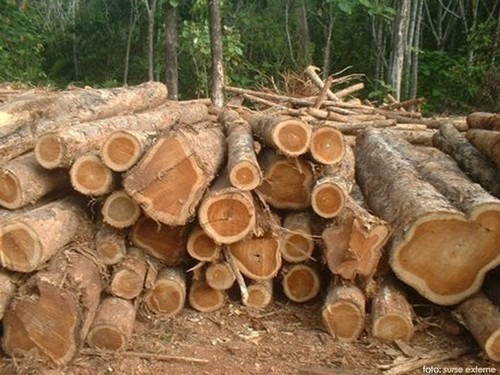 Teak Wood Round Logs By AGARWALLA TEAK INTERNATIONAL PVT. LTD.