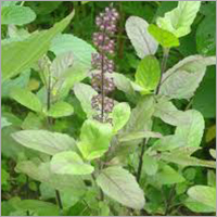 Ocimum Tenuiflorum Ingredients: Herbal Extract