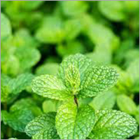 Peppermint Leaves