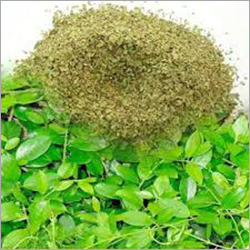 Gymnema Sylvestre Extract