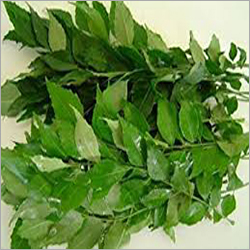 Curry Leaves Ingredients: Herbs