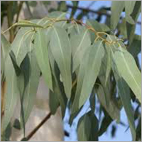 Eucalyptus Dry Leaves Ingredients: Herbs