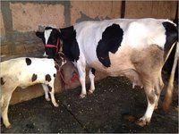 New Baby Born HF Cow In 50 ltr