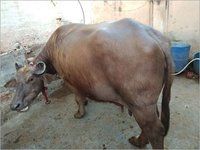 Pregnant Murrah Buffalo