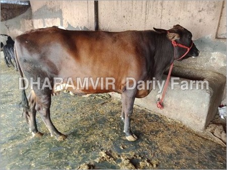 Pregnant Sahiwal Cattle