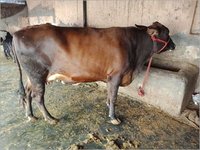Pregnant Sahiwal Cattle