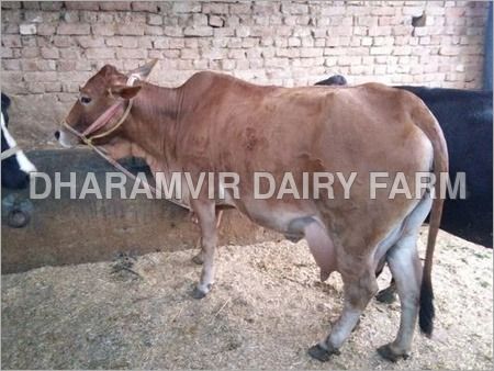 Pure Sahiwal Cow