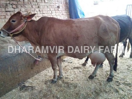 Cross Breed Sahiwal Cow