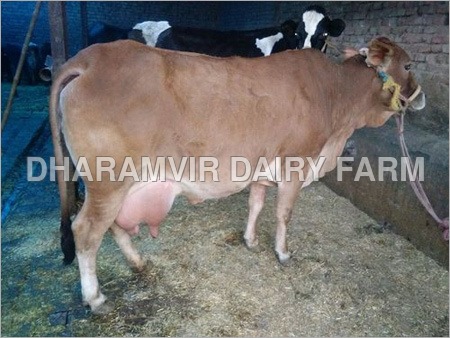 Sahiwal Cattle