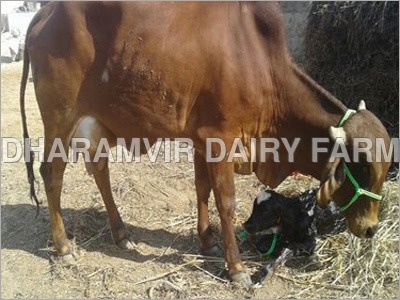 Pregnant Sahiwal Cow