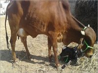 Pregnant Sahiwal Cow