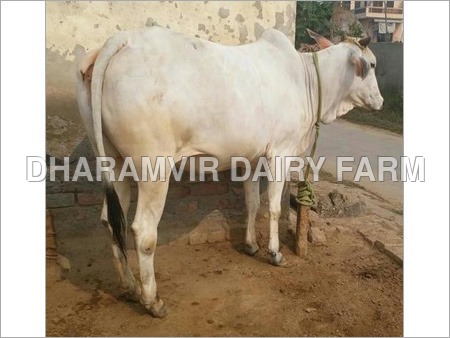 Tharparkar Cow supplier By DHARAMVIR DAIRY FARM