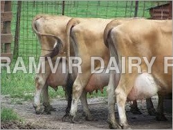 Jersey Cattle