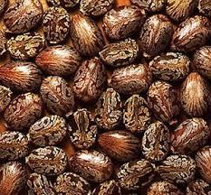 Castor Seeds