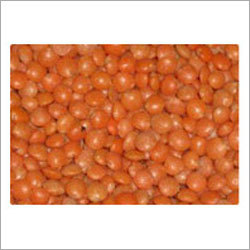 Red Lentil