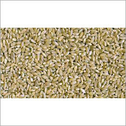 Wheat Seed Moisture (%): 15%
