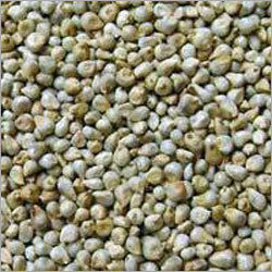 Millet Seed